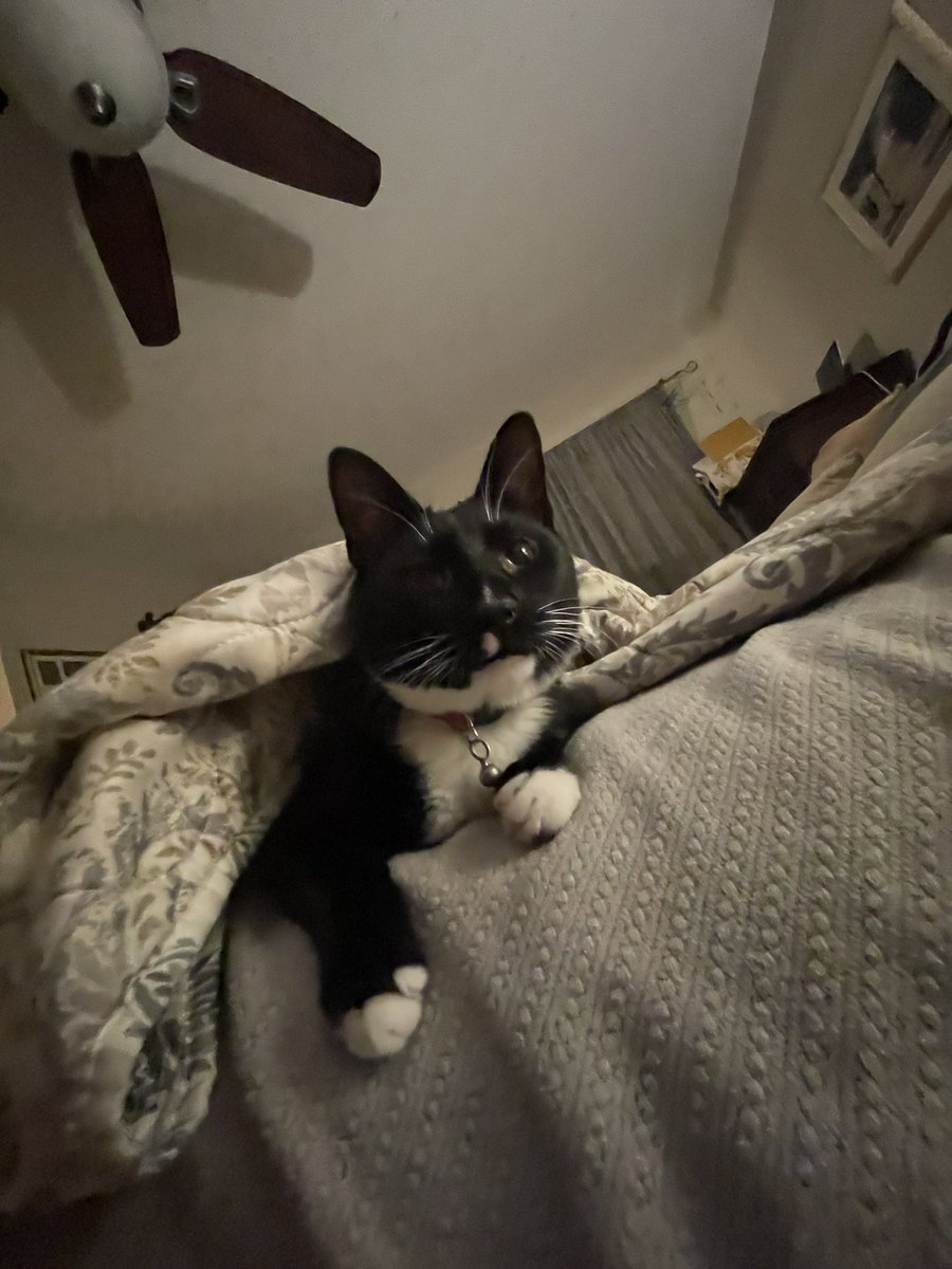 itzmefig's tweet image. come snufgle in wif Me Fig