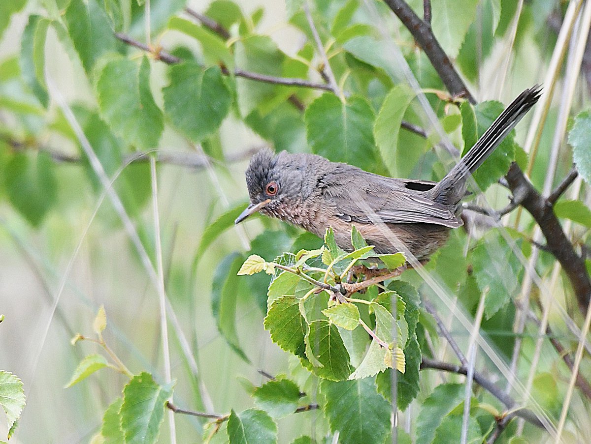 A pleasure to spend some time with a very chilled pair of Dartford Warblers at Stoke Common today. #bucksbirds