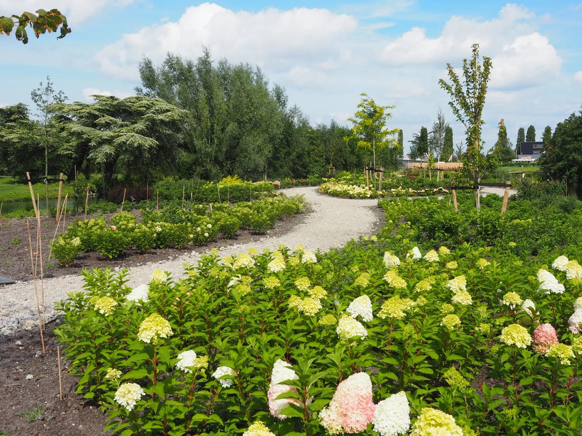 Op zaterdag 21 juni is het weer tijd voor de Open Kwekerijdag! 🌿 Dit jaar vindt deze plaats in de Biezen in Boskoop. Op deze dag wordt ook het park de Tuinen van Boskoop officieel geopend! 🌸
Meer informatie:  hierisalphen.nl/home/nieuws/ki…