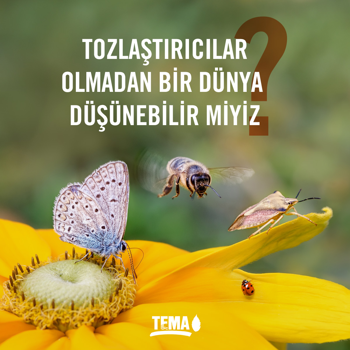 🦋 Tozlaşma sayesinde, 300.000’den fazla çiçekli bitki var oluyor ve biyolojik çeşitliliğin devamı sağlanıyor.

🍎 Dünya genelinde üretilen gıdanın kütlece %35’i, tükettiğimiz bitkilerin %75’inde ise verim ve kalite tozlaştırıcılara bağlı.

🐝 Tozlaşma denince akla ilk bal