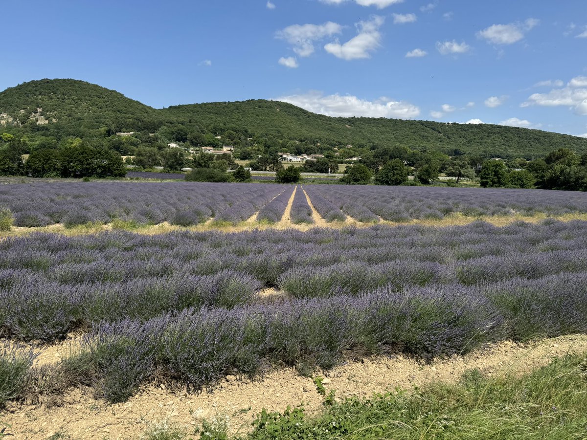 darkzov's tweet image. Étape 4, la route entre l’Auvergne et l’Ardèche, paysage de ma pause dej 😍
Et champ de lavandes en arrivant à Montélimar (ça sent bon de ouf) mais la ville en revanche aucun intérêt sauf les nougats