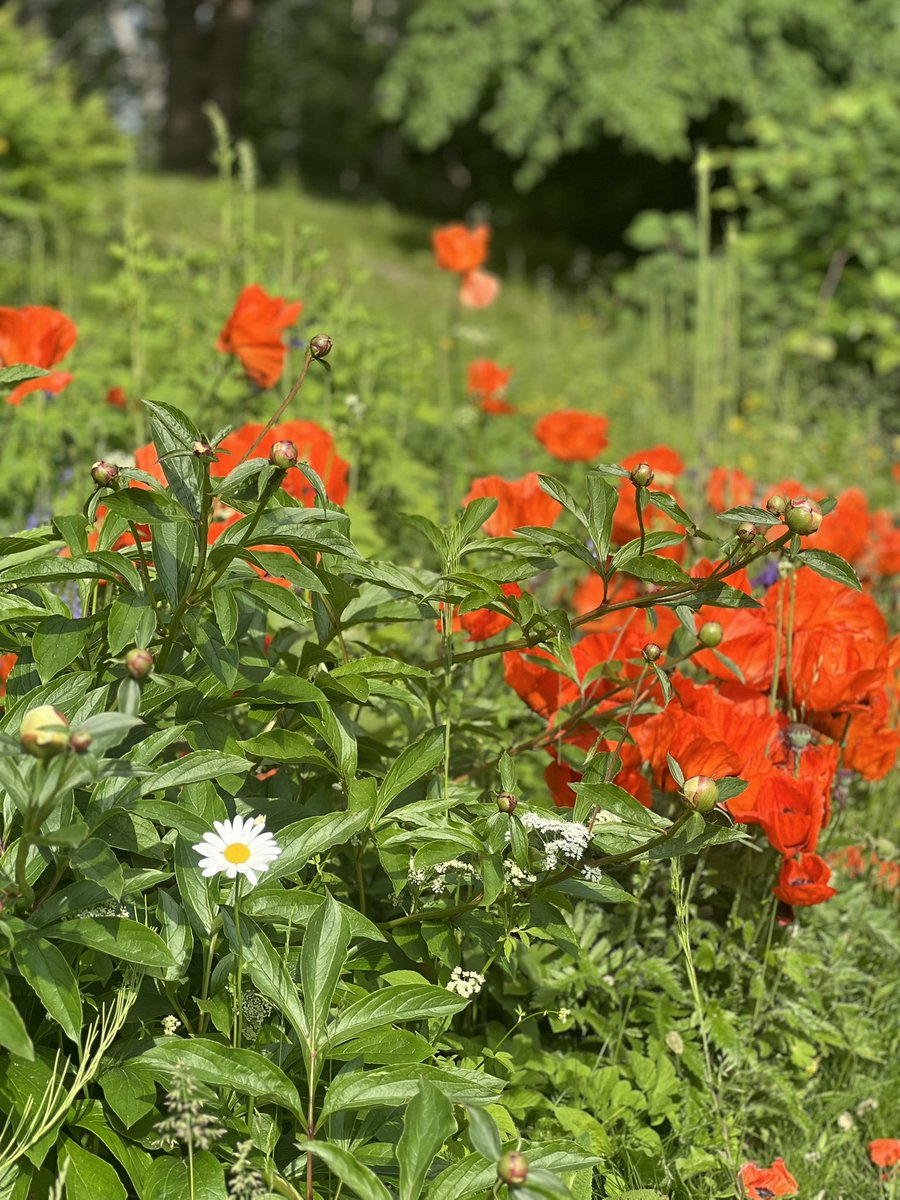Kesäpäivänä voi vaikka ihastella  kartanon puutarhataitureiden vaalimia kukkia #hyväelämä #yhdessä #levollisuus <a href="/foibekartano/">Foibekartano</a>