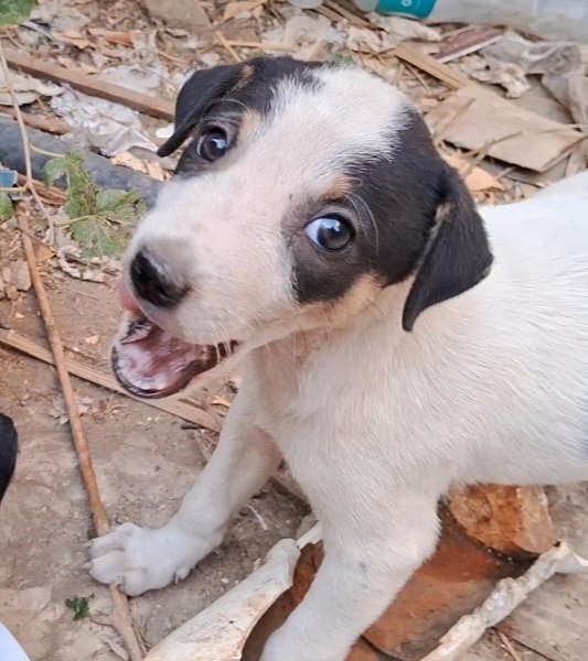 When the bombing intensifies &amp; gets closer to us, we hug "AFS" furs &amp; we all feel safe &amp; we're certain that God will protect us &amp; our families because we don't abandon the innocent furs. But unfortunately, the danger doesn't lie only in the bombing, but also in the famine that