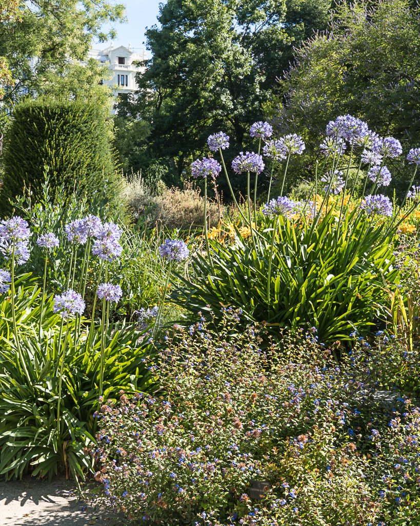 RJBOTANICO's tweet photo. En breve llegará el verano y la Platabanda del @RJBOTANICO continuará en su explosión de color. Agapanthus, Crocosmia, Lilium, Alcea rosea, Ceratostigma,  Hemerocallis... brillarán en este espacio siempre cambiante.
#12plantas12meses #270aniversariorjb https://t.co/fIY8yes8WI