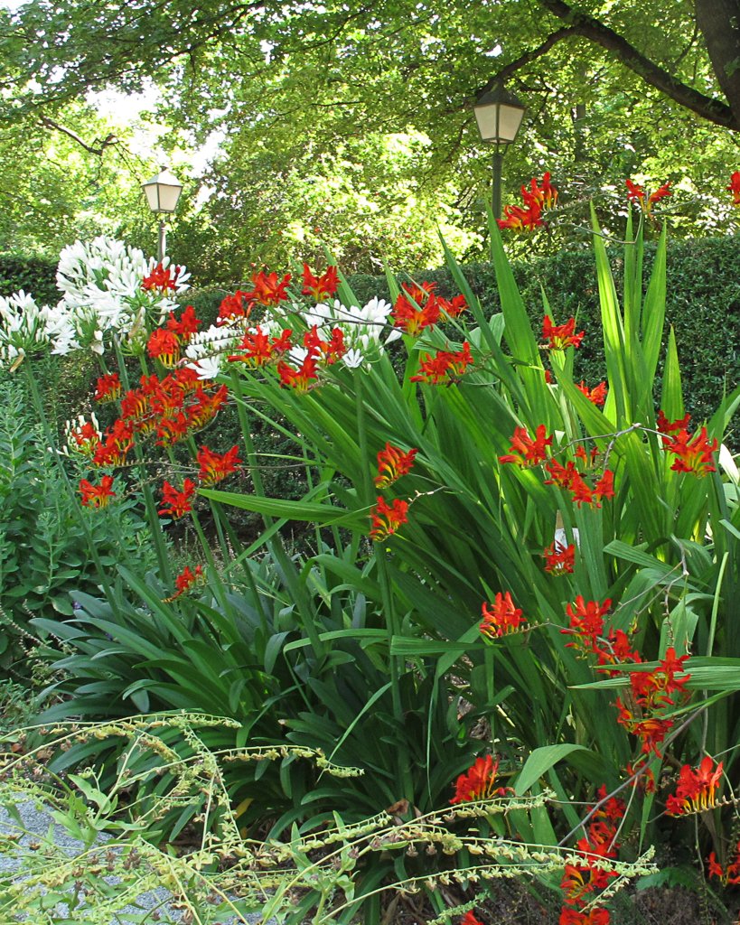 RJBOTANICO's tweet photo. En breve llegará el verano y la Platabanda del @RJBOTANICO continuará en su explosión de color. Agapanthus, Crocosmia, Lilium, Alcea rosea, Ceratostigma,  Hemerocallis... brillarán en este espacio siempre cambiante.
#12plantas12meses #270aniversariorjb https://t.co/fIY8yes8WI