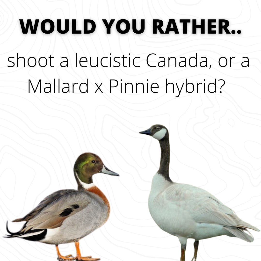 You have one shell left and these two odd balls come in together, which one are you picking? 

#wouldyourather #wildfowl #waterfowl