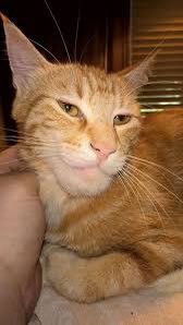 $GMEOW

72yjkZHofEVQnM5Hw6iAZe7we6y471MudLUL31DKpump