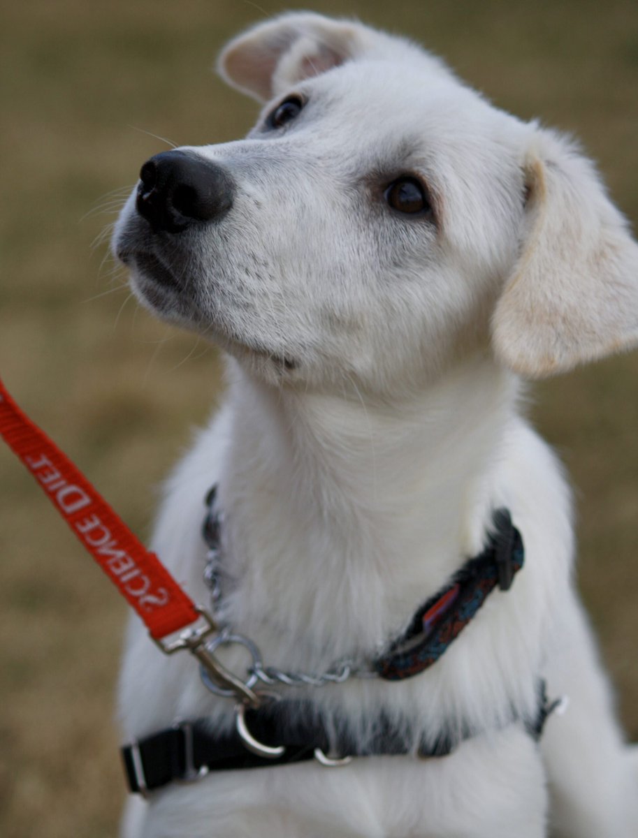 Tired of your pup jumping up to say hello? Teaching “four-on-the-floor” helps make greetings calmer and safer for everyone – including your dog! 🐾 

Learn step-by-step how to reinforce polite greetings with consistency and patience: ontariospca.ca/blog/how-to-te…