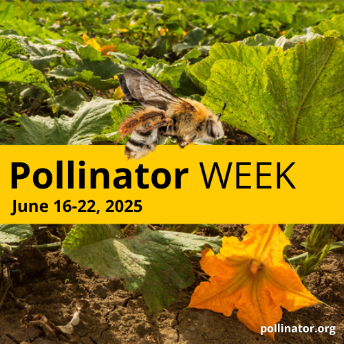 It’s Pollinator Week! Did you know that pollinators like bees, butterflies, and bats, provide 1 out of 3 bites of food we eat? Say thanks by planting native plants, supporting local farmers, and educating others about the importance of pollinators! #PollinatorWeek