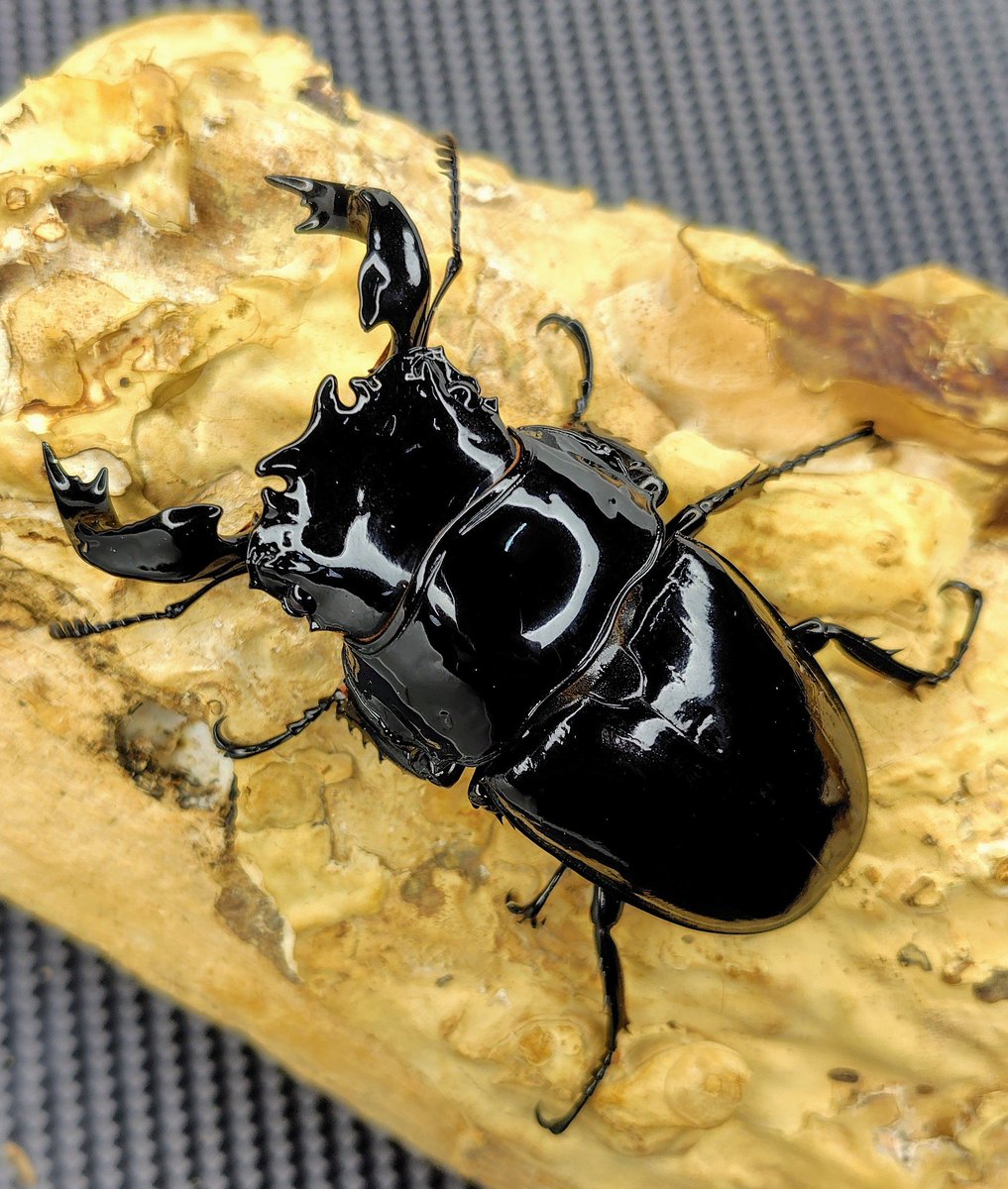 明日、小さな6ペアを １円出品します。😌

＃タランドゥス