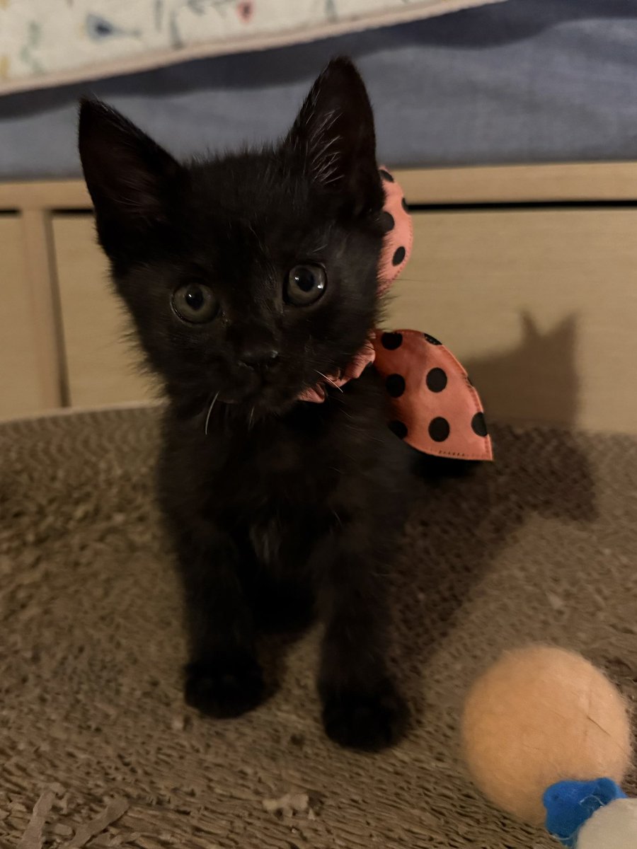 바로 해보았습니다
진짜 훨씬 좋네예! ㅋㅋㅋㅋㅋㅋㅋ 
깜고에게 초점이 안잡힌다면 악세사리를 달아라! 꿀팁입니다 정말