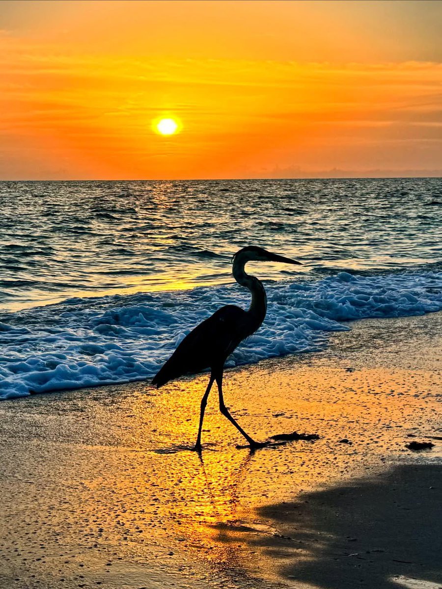 Heron soaks in the vibrant Saharan dust sunset over Manasota Key, FL earlier this month. 🌅🐦 

Photo sent in by: John Donohue
#weather #florida #stormhour #flwx #wx