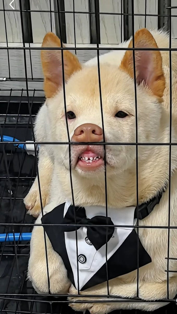 Aniimalsauras's tweet photo. https://t.co/4xzRlWfoWh