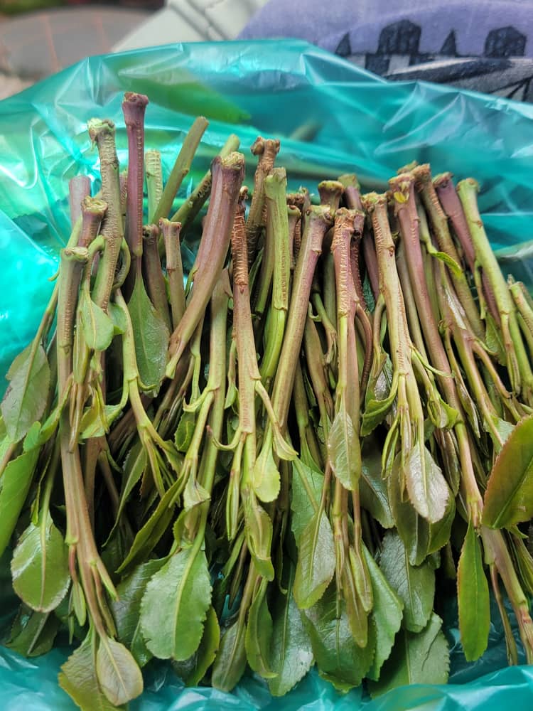 الجونار في اب