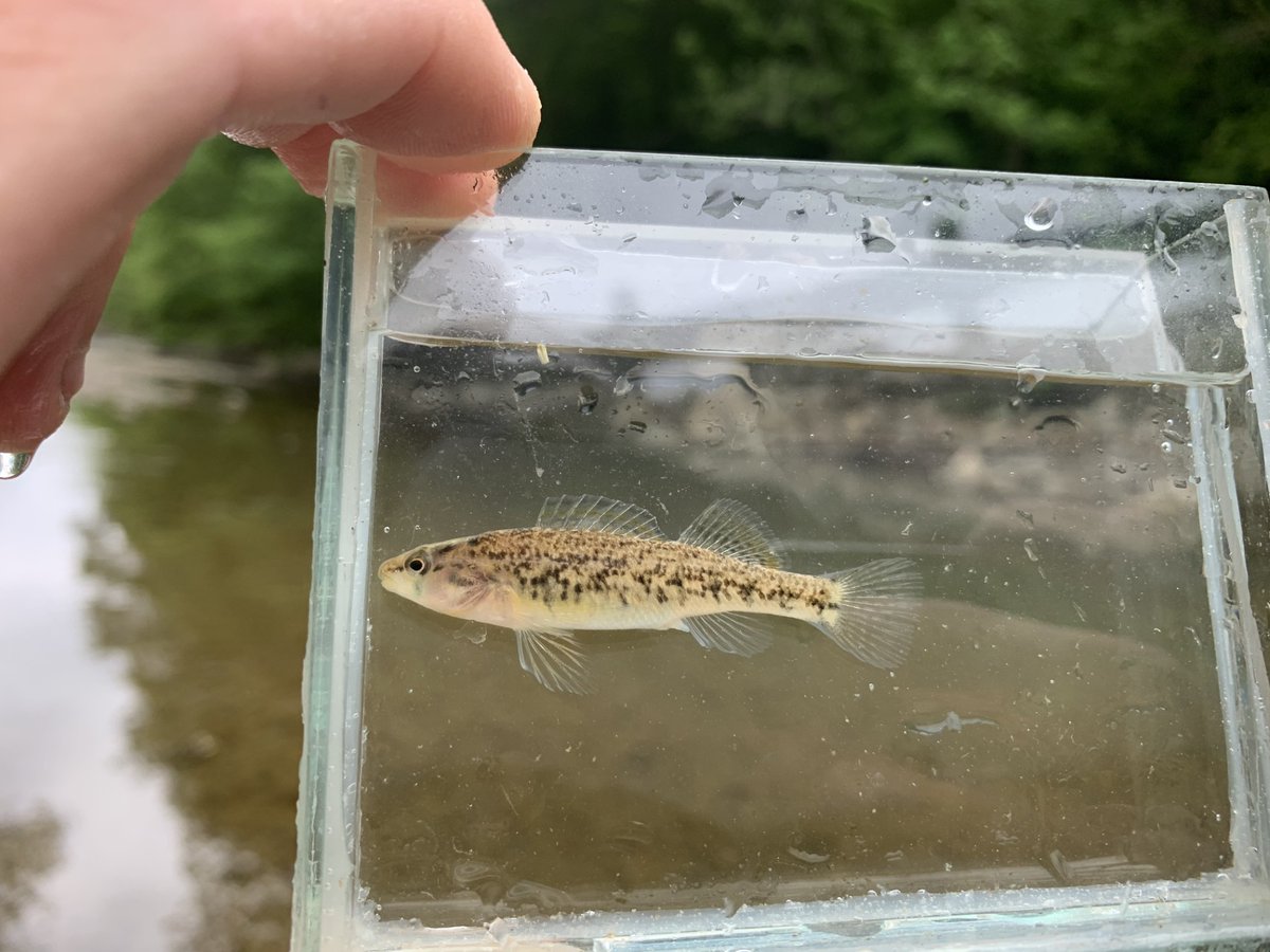 U.S. Fish and Wildlife Service tweet media