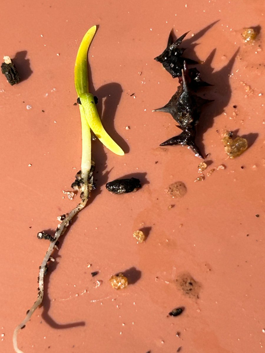 It looks like that as soon as a tiny doublegee (Emex) seedling emerges the seed completely disintegrate and can’t be found. Sown 10 days ago and can’t find the parent seed attached to the emerging seedling.  Just a curiosity if you have seen the same….