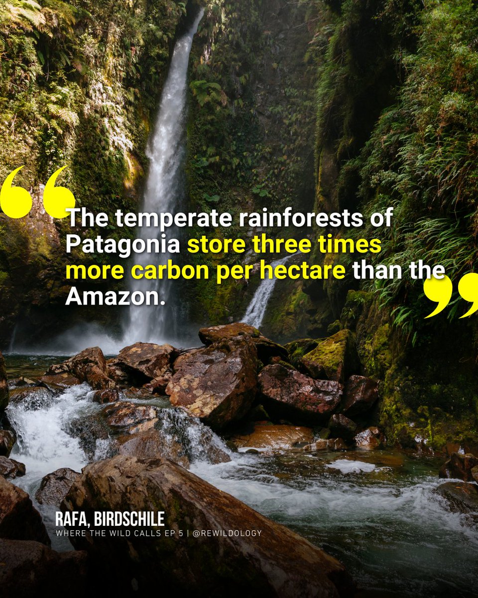 rewildology's tweet photo. Standing among 3,000-year-old trees in Pumalín, we discovered one of Earth's most powerful climate systems getting almost zero recognition. Sometimes the biggest conservation stories are hiding in plain sight. https://t.co/0oi4mISeG1
