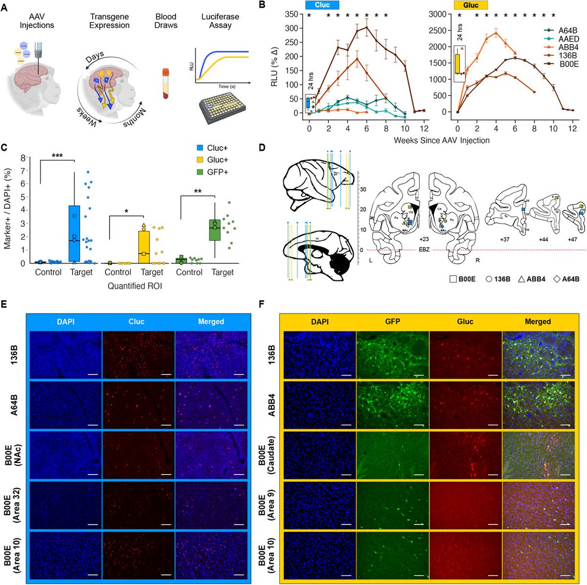 Rice Neuroengineering Initiative (@riceneuro) on Twitter photo A study out in <a href="/biorxivpreprint/">bioRxiv</a> from <a href="/JerzySzablowski/">Jerzy Szablowski</a> lab builds on their RMA platform as, "a cost-efficient, noninvasive tool that enables sensitive, multiplexed, and repeatable measurements of gene expression in the brain with a blood test."
More: bit.ly/3ZygaW9 A study out in <a href="/biorxivpreprint/">bioRxiv</a> from <a href="/JerzySzablowski/">Jerzy Szablowski</a> lab builds on their RMA platform as, "a cost-efficient, noninvasive tool that enables sensitive, multiplexed, and repeatable measurements of gene expression in the brain with a blood test."
More: bit.ly/3ZygaW9