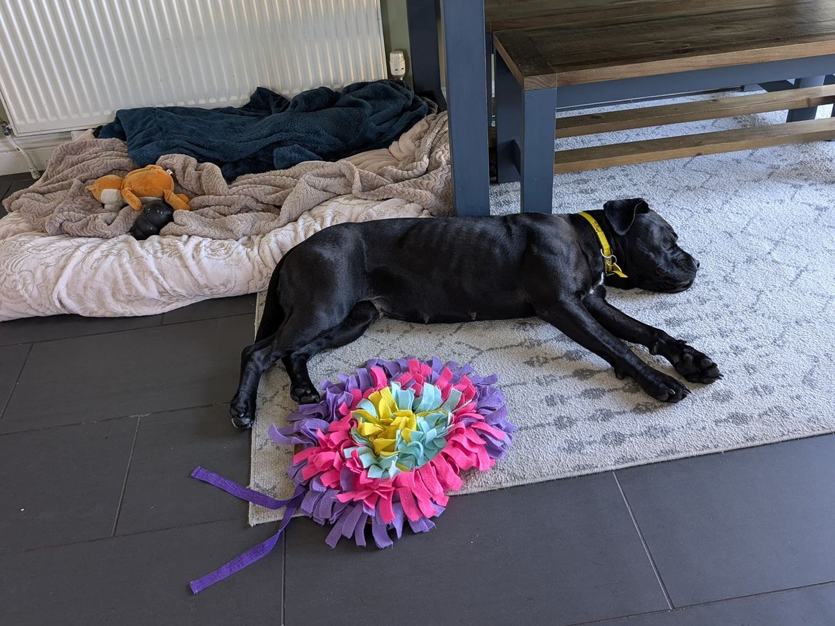 Monday? Is that you? Swipe ⬅ to see Pink's real #MondayMood 💤🤣

This fun loving girl has a glowing report from her foster home where she loves lazing around. Pink is going to make a fabulous addition to a home and you'll never have a dull moment with her around! 😝🥰