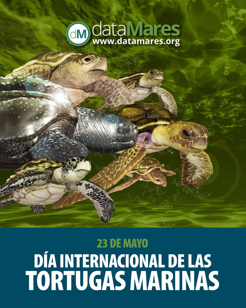 🌎 Día Mundial de las #tortugasmarinas.

Por más de 100 millones de años, las tortugas marinas han nadado en los océanos del planeta.

💻 Visita nuestra página y explora los #dataPoster:
datamares.org/infoposters/?l…

#reptiles #especiesprioritarias #mexicomarino #conservacion