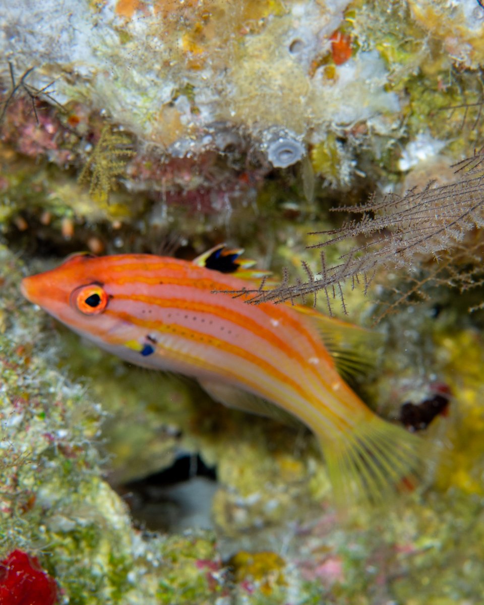 CoralReefFish's tweet image. Our new paper reporting several new records of deep reef fishes at Australia's Coral Sea is out in Coral Reefs! Great team effort led by @fishguykai and including records made both by diving and ROVs. link.springer.com/article/10.100…