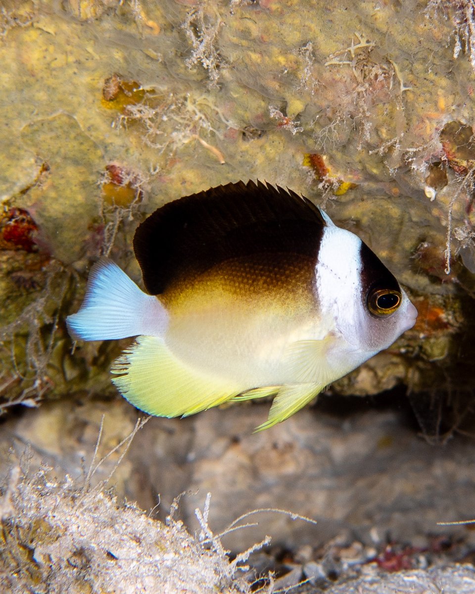 CoralReefFish's tweet image. Our new paper reporting several new records of deep reef fishes at Australia's Coral Sea is out in Coral Reefs! Great team effort led by @fishguykai and including records made both by diving and ROVs. link.springer.com/article/10.100…
