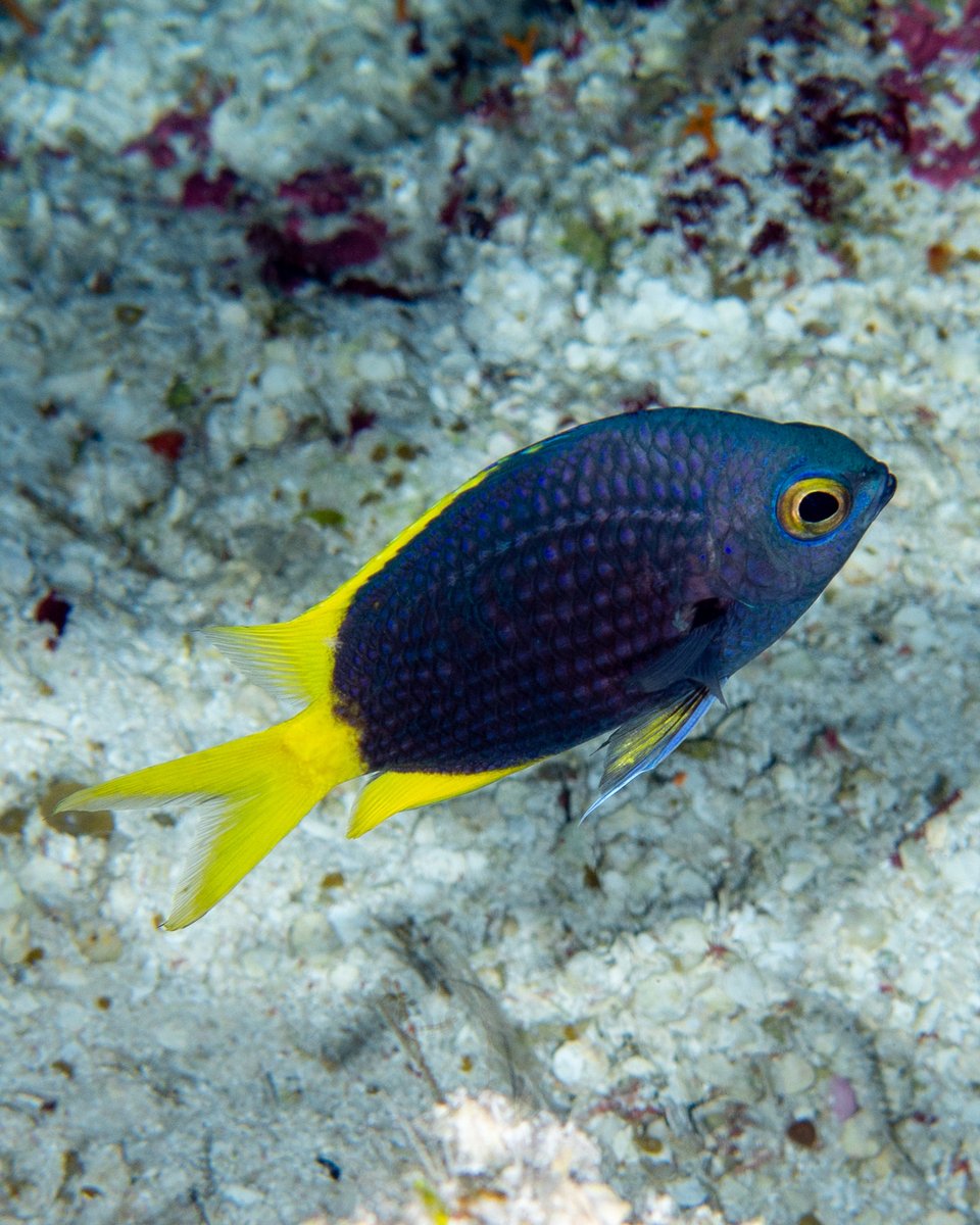 Our new paper reporting several new records of deep reef fishes at Australia's Coral Sea is out in Coral Reefs! Great team effort led by @fishguykai and including records made both by diving and ROVs. link.springer.com/article/10.100…