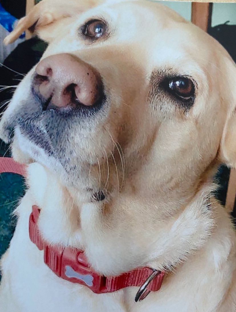 Sir Johnny OBE (@farmer_boycie) on Twitter photo The day Ellie died a big part of me died. Dog lovers will understand. She was special ๐โค๏ธ The day Ellie died a big part of me died. Dog lovers will understand. She was special ๐โค๏ธ