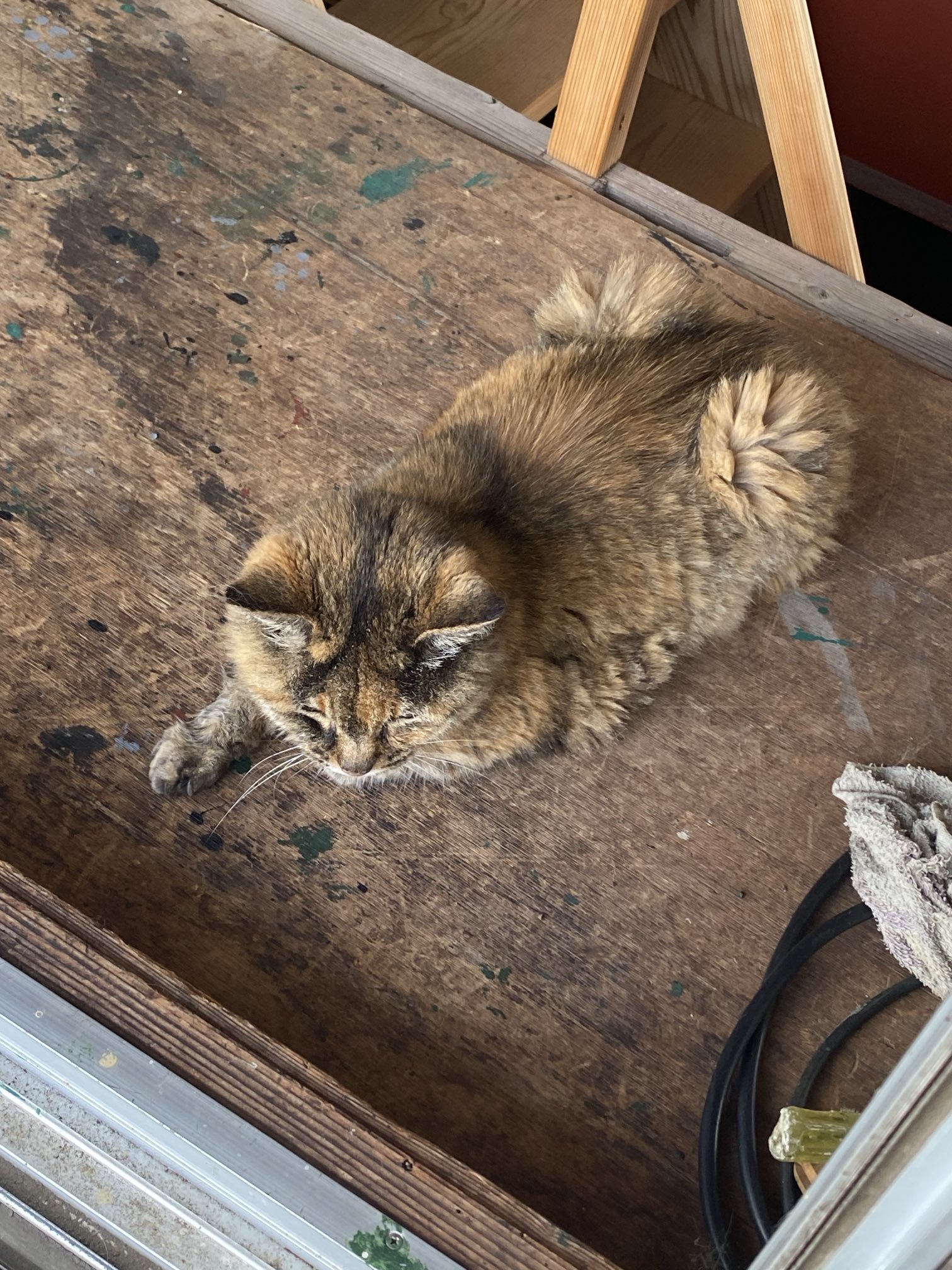 ねこ先輩 on X: 