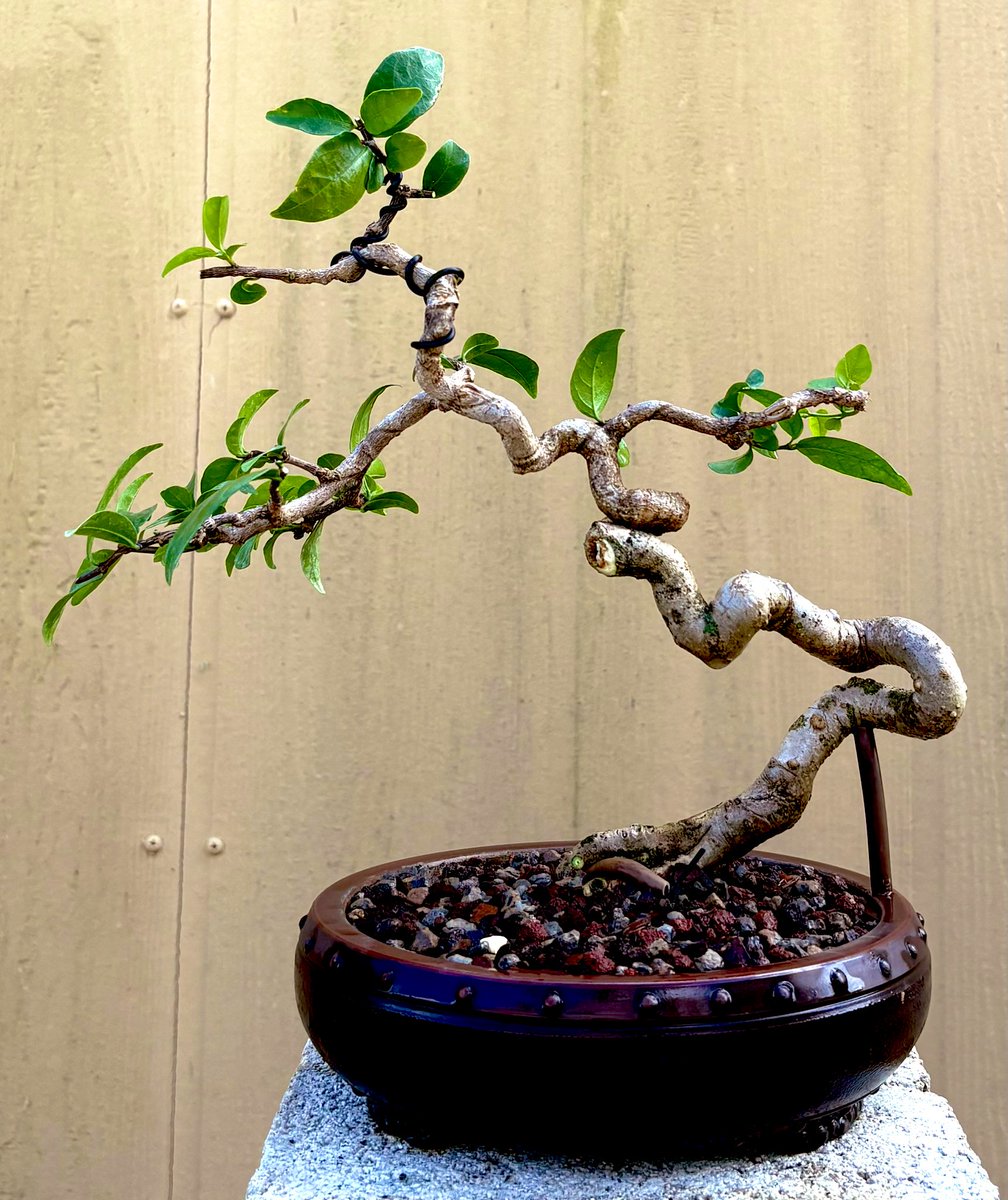 Emblem Bonsai tweet media