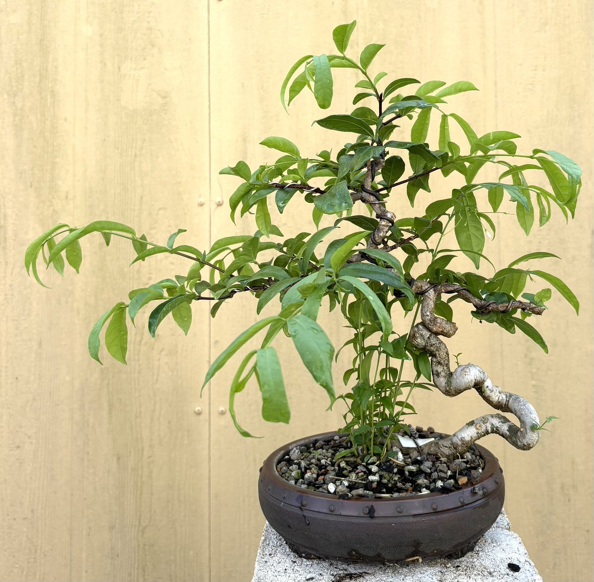 Emblem Bonsai tweet media