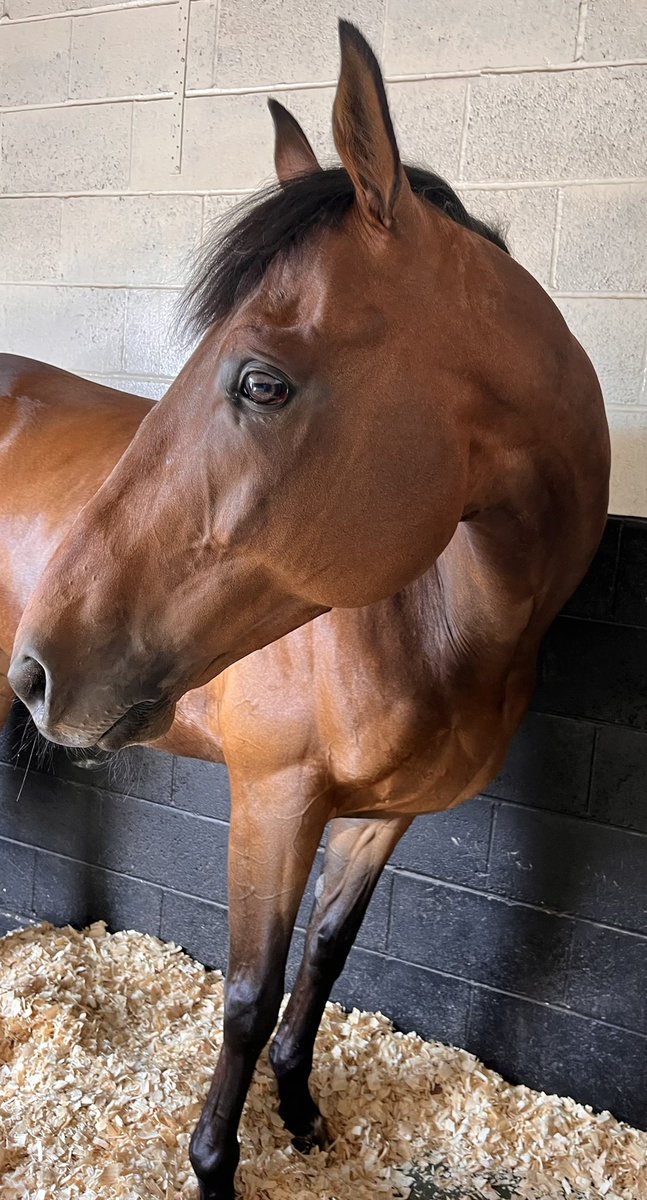 S.Pearce Racing (@spearce_racing) on Twitter photo Tonight we have Abraaj running at <a href="/WolvesRaces/">Wolverhampton Races</a> in the 6.40pm #comehomesafe #racehorse #HorseRacing Tonight we have Abraaj running at <a href="/WolvesRaces/">Wolverhampton Races</a> in the 6.40pm #comehomesafe #racehorse #HorseRacing
