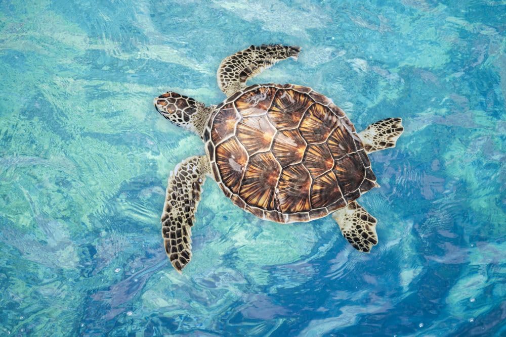 🐢 Hoy, en el #DíaDeLasTortugas, celebramos con orgullo al símbolo que inspira nuestra marca.

Desde #Galápagos al mundo, trabajamos cada día para que este paraíso siga siendo el hogar de especies tan majestuosas como ella.

#EcogalSostenible🌿 #ECOGAL