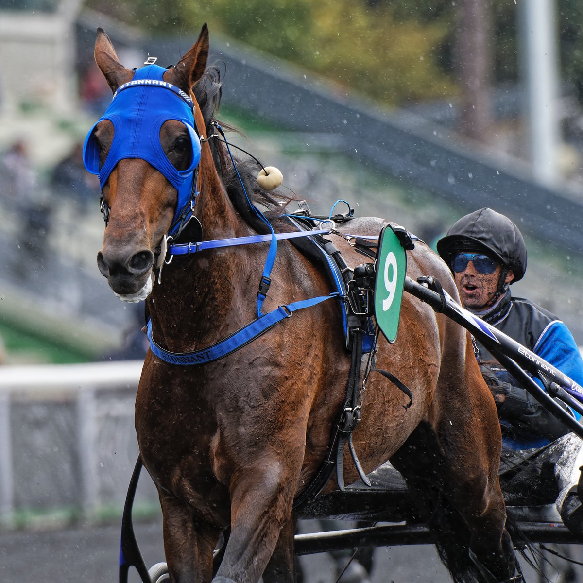 Trotteur Français (@letrot) on Twitter photo 👏 𝗟𝗘 𝗖𝗛𝗔𝗠𝗣𝗜𝗢𝗡 𝗘𝗧𝗢𝗡𝗡𝗔𝗡𝗧 𝗛𝗢𝗡𝗢𝗥𝗘́ 𝗖𝗘 𝗗𝗜𝗠𝗔𝗡𝗖𝗛𝗘 !
👉 Il paradera sur la piste de <a href="/Vincennes_Hippo/">Paris-Vincennes Hippodrome</a> et un hommage lui sera rendu pour sa très belle carrière
📸 <a href="/jllamaere/">JLL Photographe📷</a> 👏 𝗟𝗘 𝗖𝗛𝗔𝗠𝗣𝗜𝗢𝗡 𝗘𝗧𝗢𝗡𝗡𝗔𝗡𝗧 𝗛𝗢𝗡𝗢𝗥𝗘́ 𝗖𝗘 𝗗𝗜𝗠𝗔𝗡𝗖𝗛𝗘 !
👉 Il paradera sur la piste de <a href="/Vincennes_Hippo/">Paris-Vincennes Hippodrome</a> et un hommage lui sera rendu pour sa très belle carrière
📸 <a href="/jllamaere/">JLL Photographe📷</a>