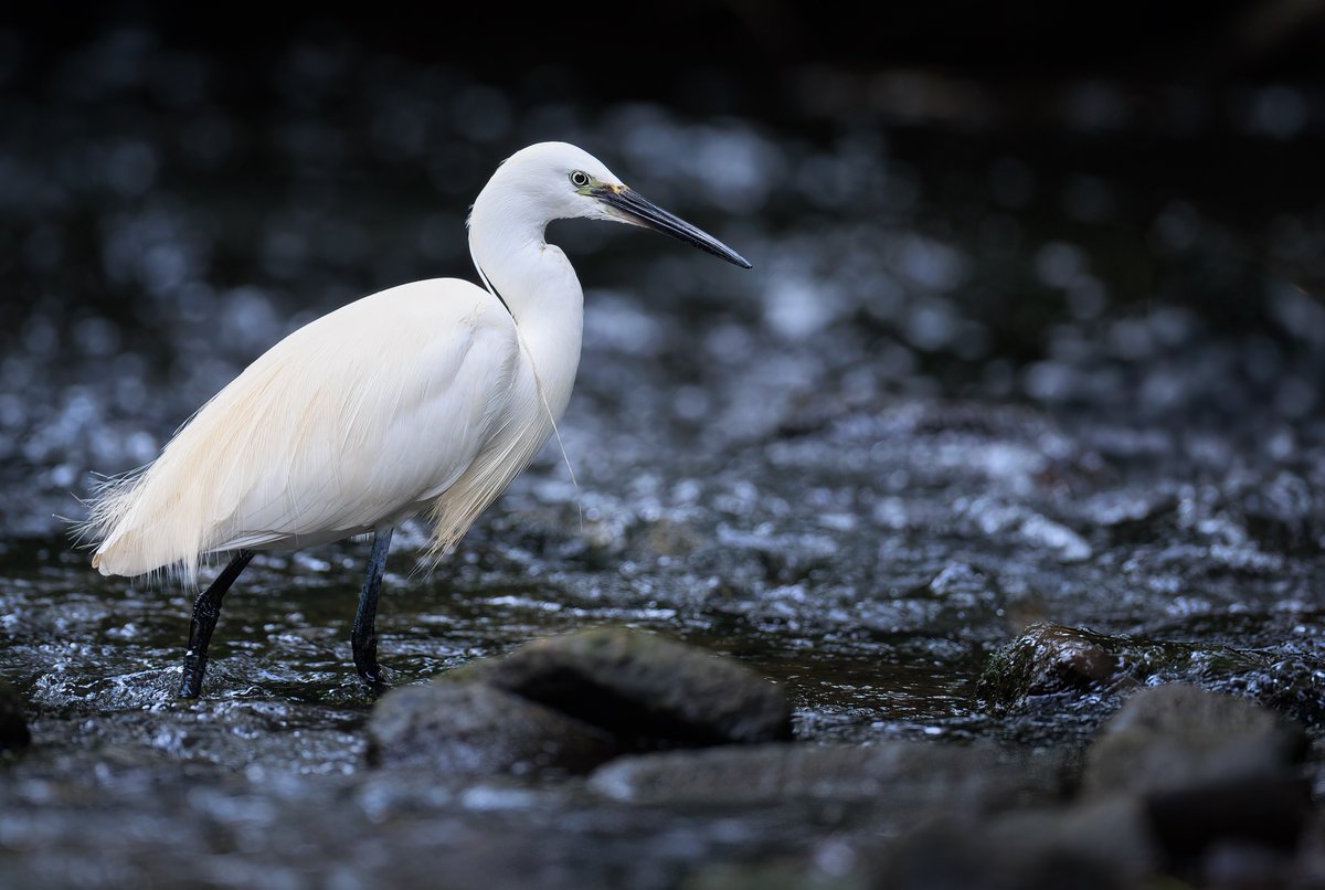 PunkWildlife's tweet photo. Little Egret at Eastville Park, Bristol, earlier this afternoon. An absolute beauty. https://t.co/pETolo9wuG
