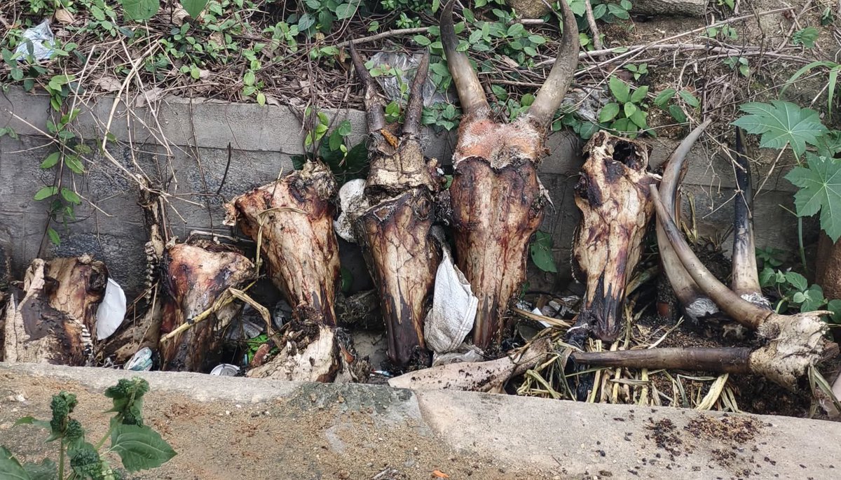 ಬೆಂಗಳೂರಿನ ಅಂಜನಾಪುರದಲ್ಲಿ ಗೋವಿನ ತಲೆಗಳನ್ನು ಪ್ರದರ್ಶನಕಿಟ್ಟ ನರ ರಾಕ್ಷಸರು! 
ಕಾಂಗ್ರೆಸ್ಸಿನಲ್ಲಿರುವ ಹಿಂದುಗಳೇ ಉತ್ತರಿಸಿ! 
ಬಕ್ರಿದ್ ನಲ್ಲಿ ಗೋವಿನ ತಲೆ ಕೆಡೆದು ತಿಂದಂತಹ ನರ ರಾಕ್ಷಸರು ಆ ಗೋವಿನ ತಲೆಗಳನ್ನು ನಿತ್ಯ ಹಿಂದುಗಳು ಓಡಾಡುವ ರಸ್ತೆಯಲ್ಲಿ ಅವರಿಗೆ ಕಾಣುವಂತೆ ಜೋಡಿಸಿ ಇಟ್ಟಿದ್ದರು, ಇಂತಹ ಒಂದು ವಿಕೃತಿಗೆ ಕಾರಣ