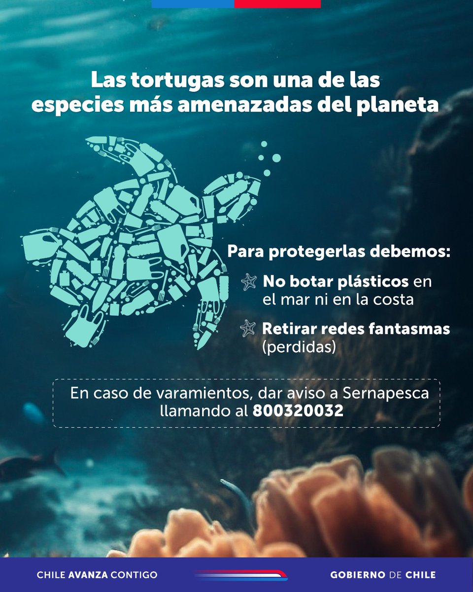 MMAAtacama's tweet image. ¿Sabías que de las siete especies de tortugas marinas que existen en el mundo, cinco habitan 🇨🇱? En el #DíaMundialDeLasTortugasMarinas, te invitamos a tomar conciencia y a ser parte de su protección. ¡Cuidémoslas! Son de las especies más amenazadas del planeta. 🌊💚