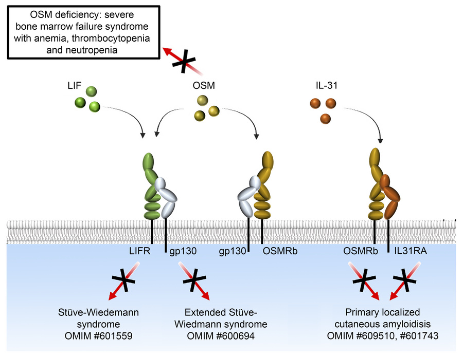 GCIR_Unige's tweet image. A mutation in oncostatin M causes severe bone marrow failure. First report linking OSM to human blood disease. Read more in JCI! By Pr. Julien Bertrand et al.

Full jci.org/articles/view/…
Summary unige.ch/medecine/gcir/…

#Hematology #BloodDisorder #BoneMarrowFailure #OncostatinM