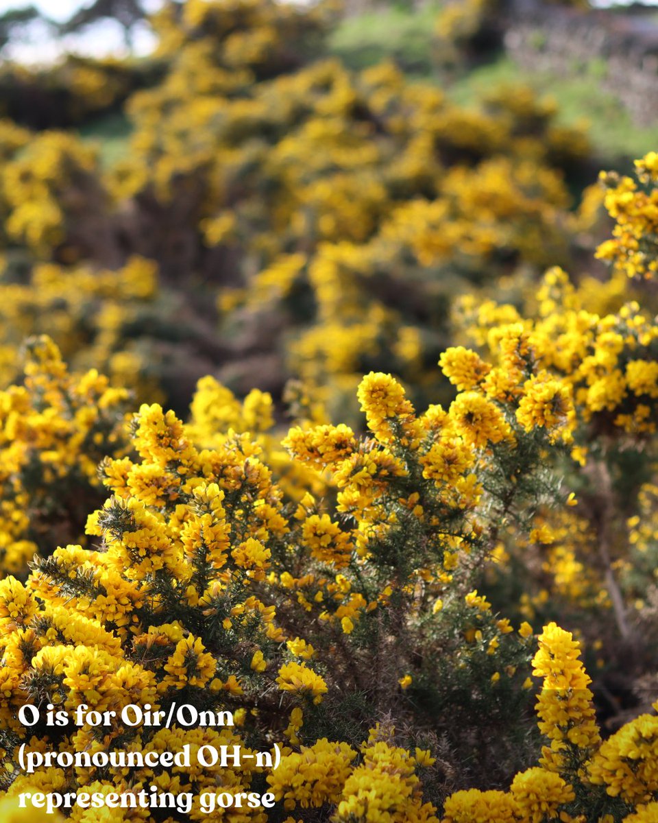 If you've been enjoying our posts exploring the Gaelic tree alphabet, you'll be glad to know we're picking up right where we left off.

🍃L is for Luis representing rowan
🍃M is for Muin, representing vine
🍃N is for Nuin, representing ash
🍃O is for Oir/Onn, representing gorse
