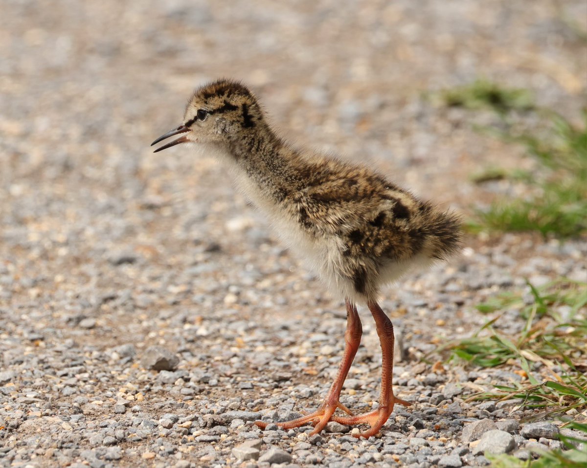 tina_snaps23's tweet photo. 2 adult redshanks with 2 chick's at hamwall today, seen at vp1 #hamwall #rspbhamwall #somersetlevel https://t.co/ZQpIwuQUR8
