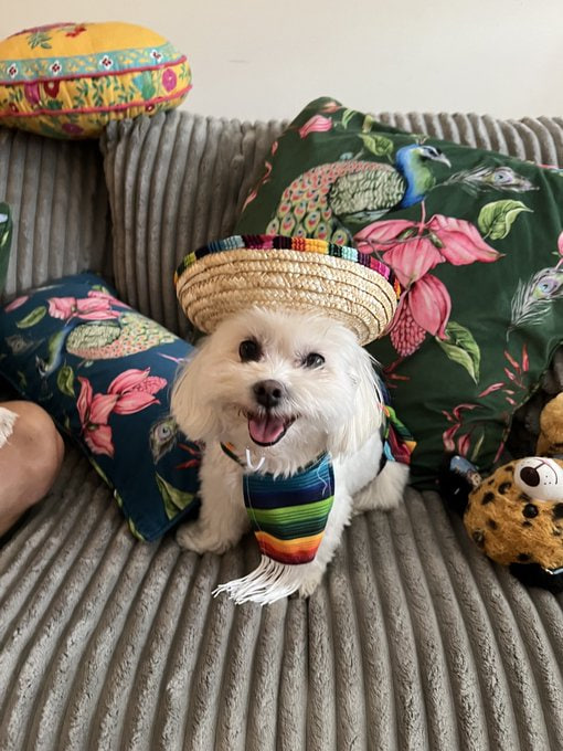0ruby_07's tweet photo. Fiesta time with my little sombrero buddy🎉#DogInHat #FiestaFun https://t.co/1cvmkEs3En