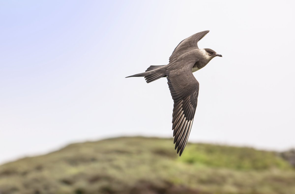 david_gange's tweet image. Finally, two years after getting robbed, have bought a car &amp;amp; sea kayak. Just in time to head North for some talks (Lyth Arts Centre tomorrow, St Magnus Festival in Orkney on Sat). But first, out to sea: feels so good to be followed by seals &amp;amp; dodging arctic skuas once again.
