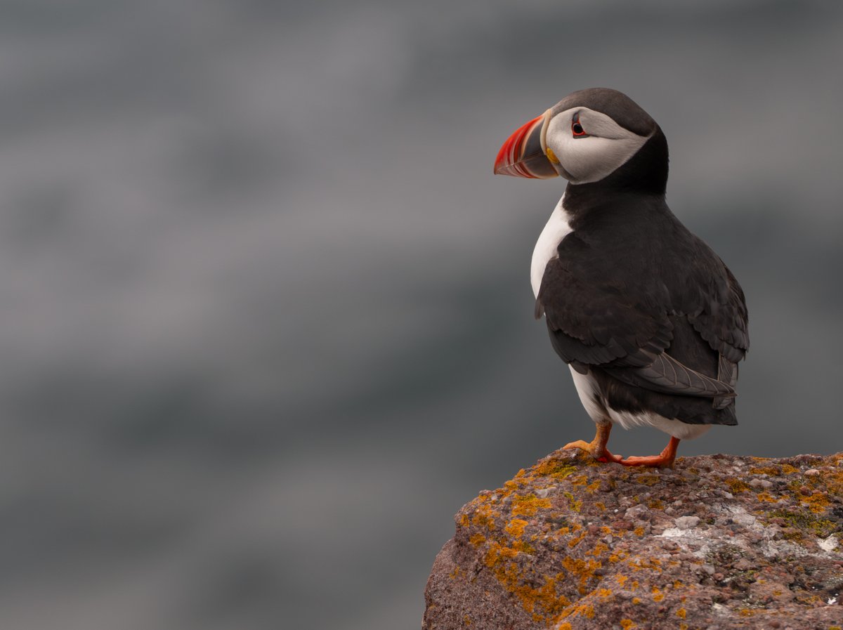 david_gange's tweet image. Finally, two years after getting robbed, have bought a car &amp;amp; sea kayak. Just in time to head North for some talks (Lyth Arts Centre tomorrow, St Magnus Festival in Orkney on Sat). But first, out to sea: feels so good to be followed by seals &amp;amp; dodging arctic skuas once again.