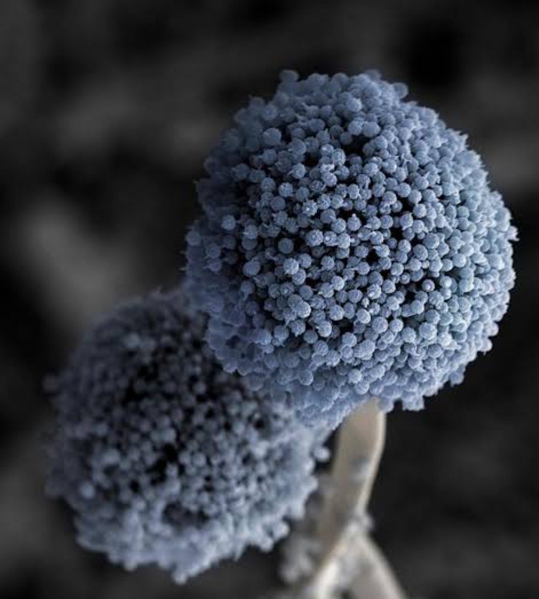 🚨NEW: Climate change may be fueling the spread of infection-causing fungi, putting millions more at risk, scientists warn.
#ClimateChange #FungalInfections #GlobalHealth