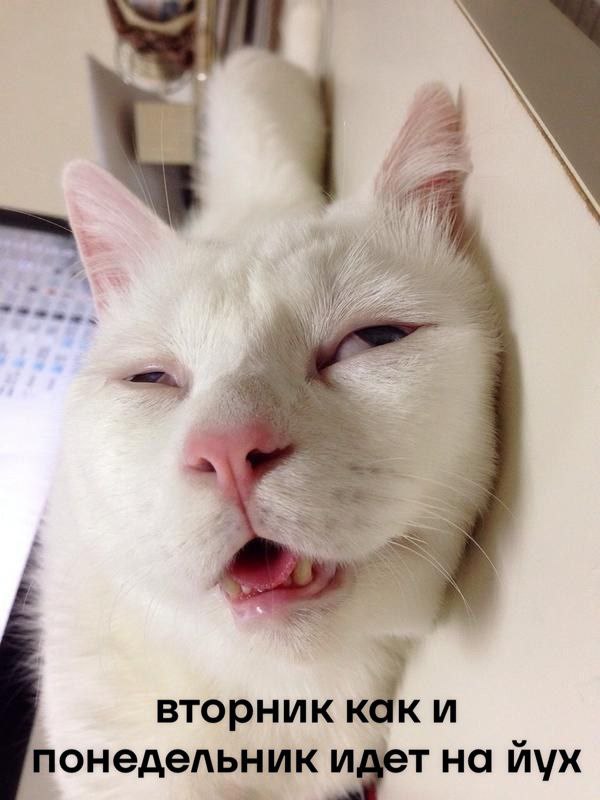 cats, i love cats (@catsilcats) on Twitter photo 