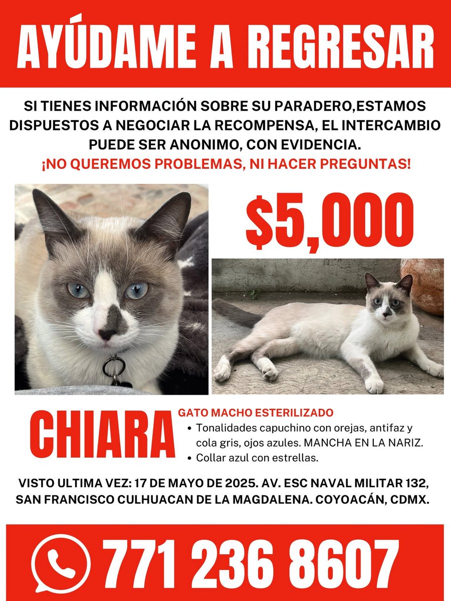 karyme blue (@karymeblue) on Twitter photo <a href="/adoptaalmichi/">Adopta al Michi</a> <a href="/Margot22537578/">Margot y sus Gatos</a> <a href="/Animales_CDMX/">AnimalesCDMX</a> Hola, disculpa me podrías ayudar a difundir el afiche de mi gatito por favor, no me permite enviar mensaje o no si si ha llegado a su refugio. 😭 Gracias. <a href="/adoptaalmichi/">Adopta al Michi</a> <a href="/Margot22537578/">Margot y sus Gatos</a> <a href="/Animales_CDMX/">AnimalesCDMX</a> Hola, disculpa me podrías ayudar a difundir el afiche de mi gatito por favor, no me permite enviar mensaje o no si si ha llegado a su refugio. 😭 Gracias.