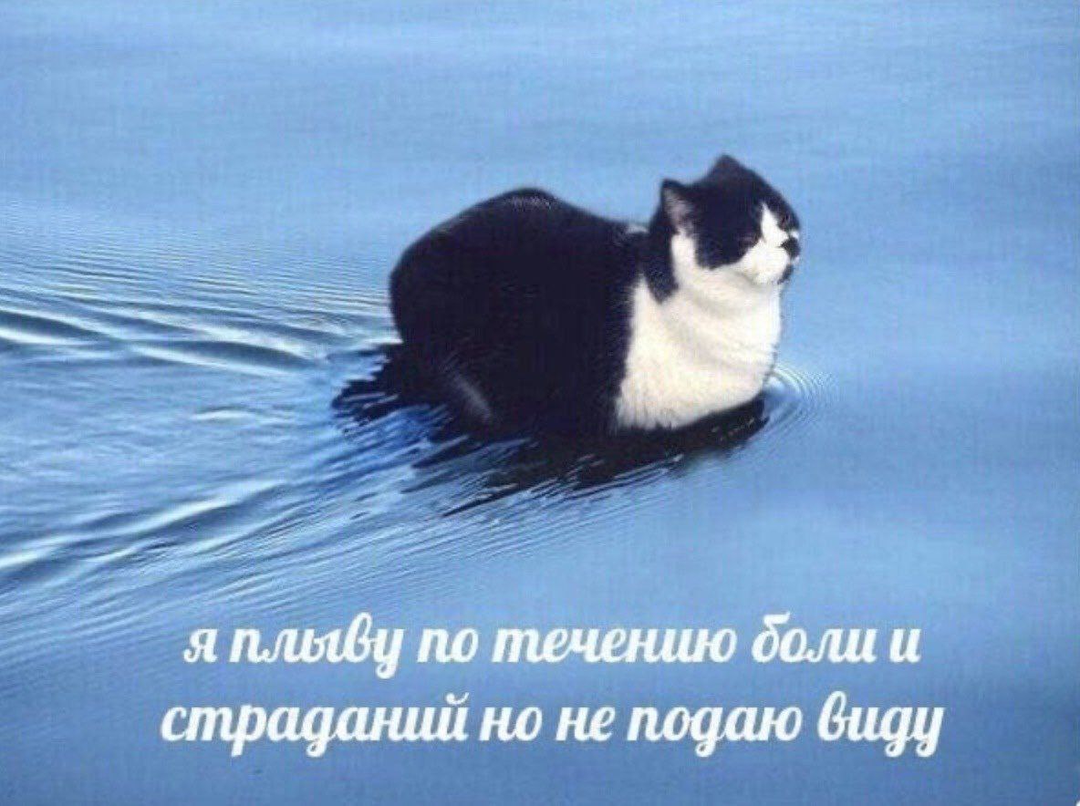 cats, i love cats (@catsilcats) on Twitter photo 