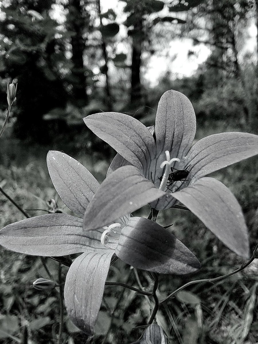 <a href="/A_ZofWonderment/">Toula Grayce Mavridou-Author & Photographer-No DMs</a>