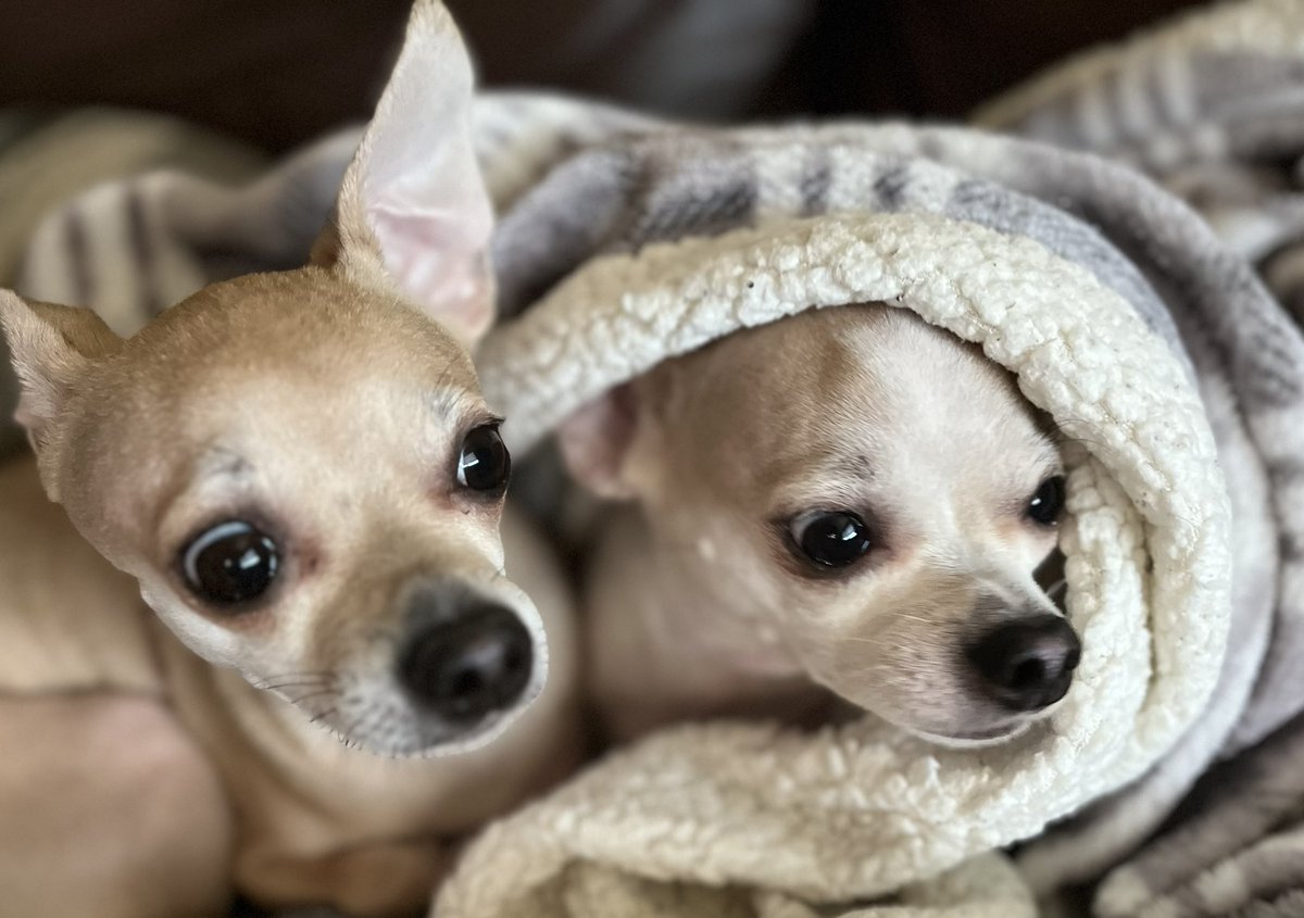 A loud thud echoed on the roof, scaring Lucy &amp; Odie. "What was that?" Odie asked, trembling. Lucy approached the window &amp; peeked outside . Suddenly, Fasia the cat appeared on the roof, Lucy breathed a sigh of relief. "It's just Fasia," she said, 😆 . Odie was feeling relieved too