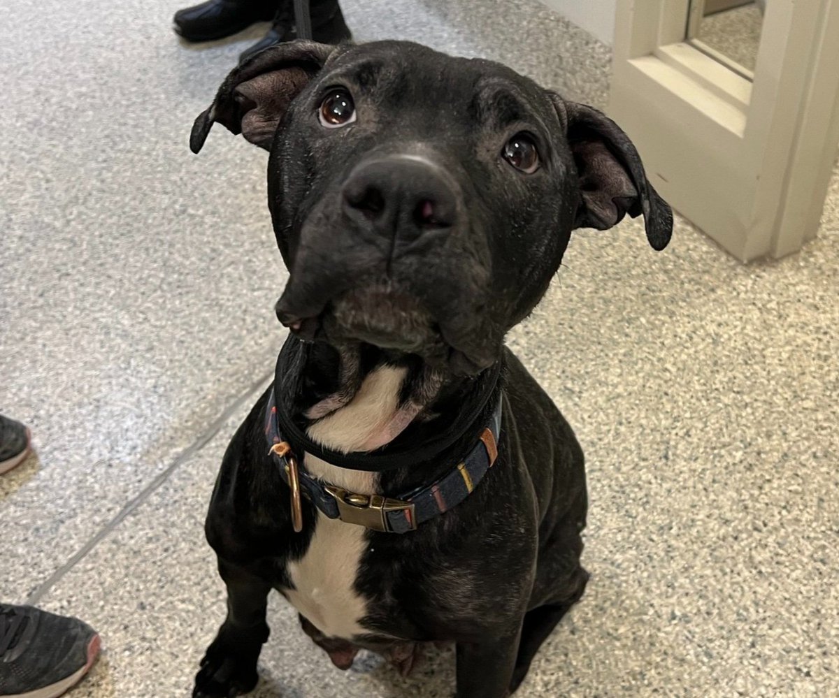 Ottawa Humane Society (@ottawahumane) on Twitter photo Cheslea is a five-year-old lab mix who has SO much love to give. She enjoys cuddling up with her favourite people and exercising.  Her ideal home would be calm and quiet, with no kids, where she can spend lots of time with her people. 
Adopt Chelsea: ottawahumane.ca/animal/a262912/ Cheslea is a five-year-old lab mix who has SO much love to give. She enjoys cuddling up with her favourite people and exercising.  Her ideal home would be calm and quiet, with no kids, where she can spend lots of time with her people. 
Adopt Chelsea: ottawahumane.ca/animal/a262912/
